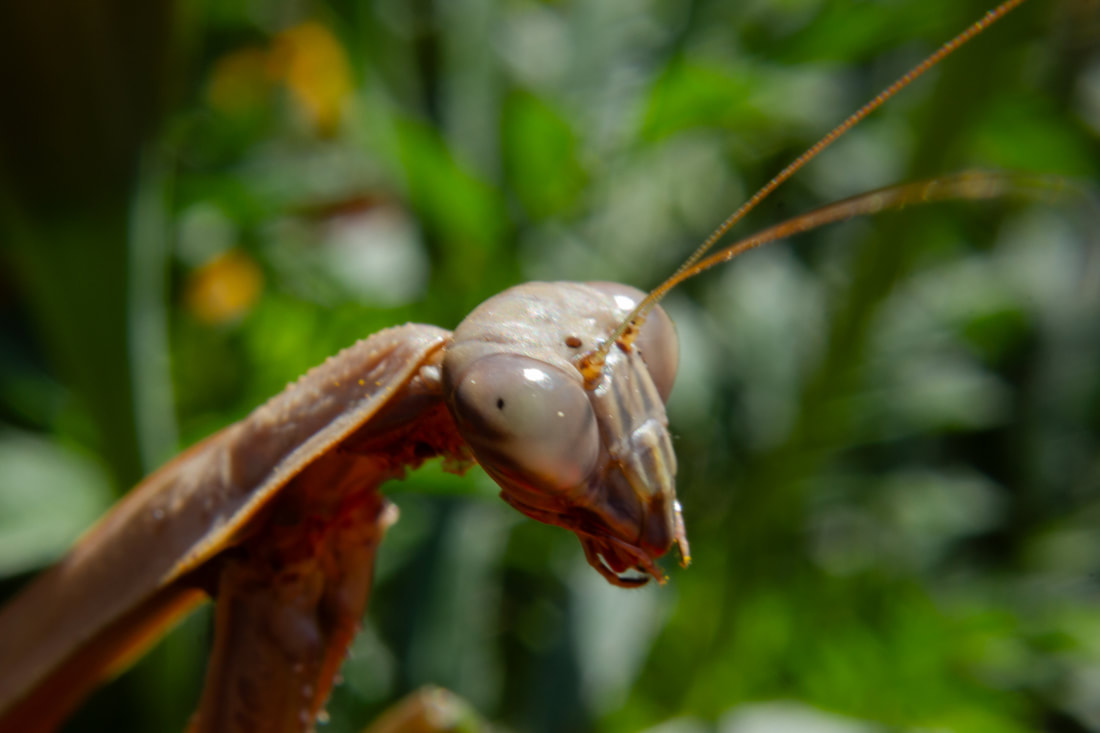Mantis