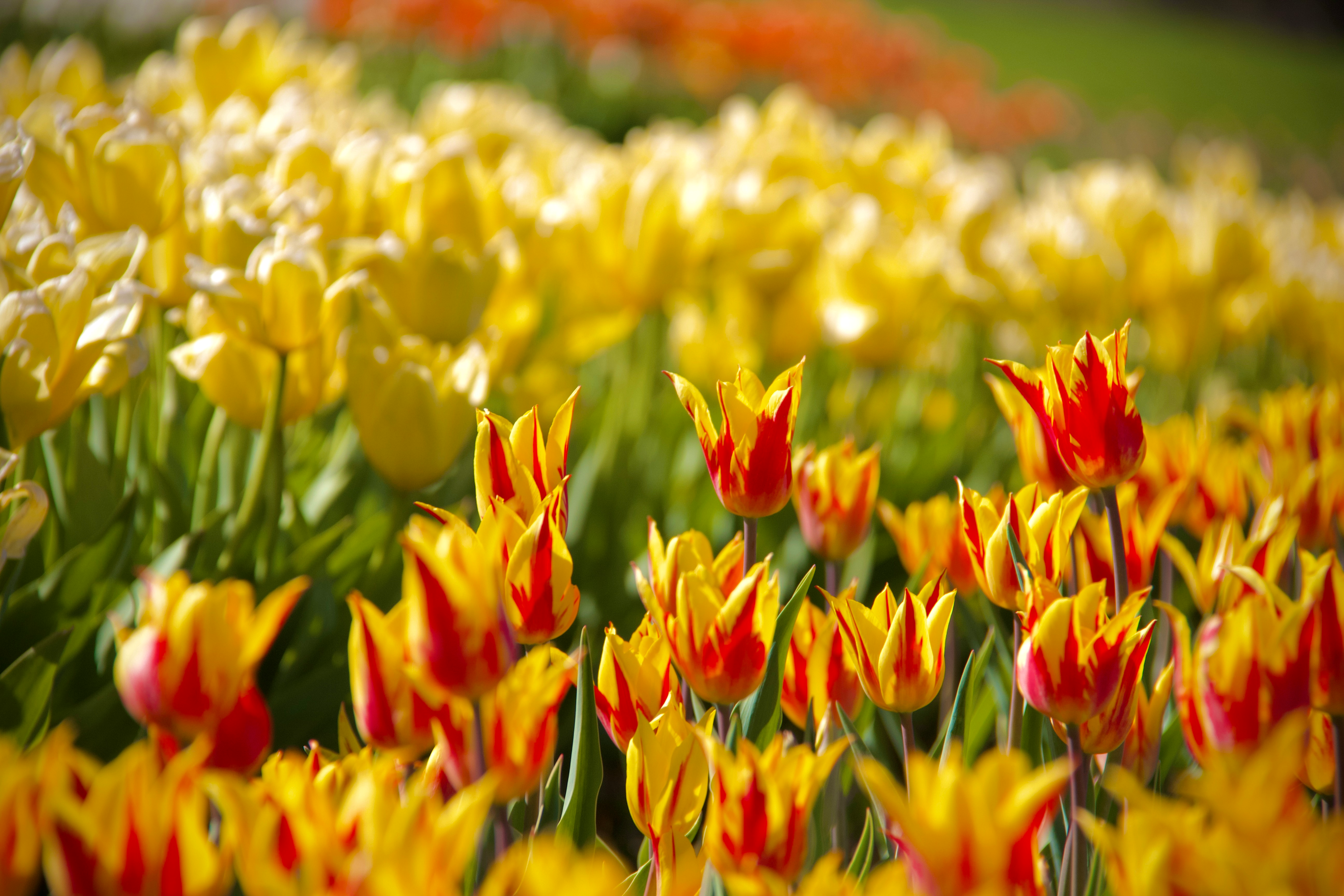 Tulips