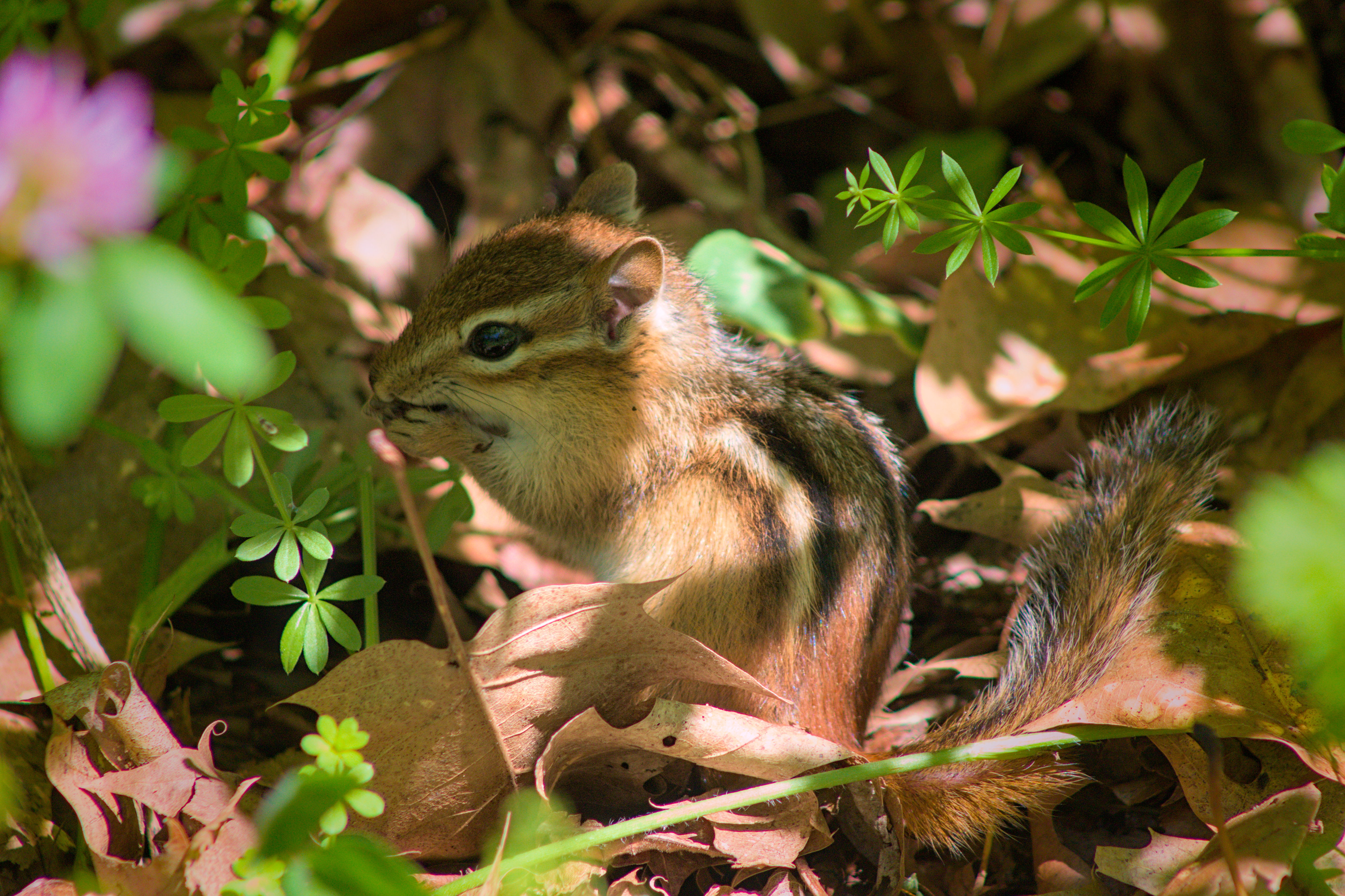 Chipmunk