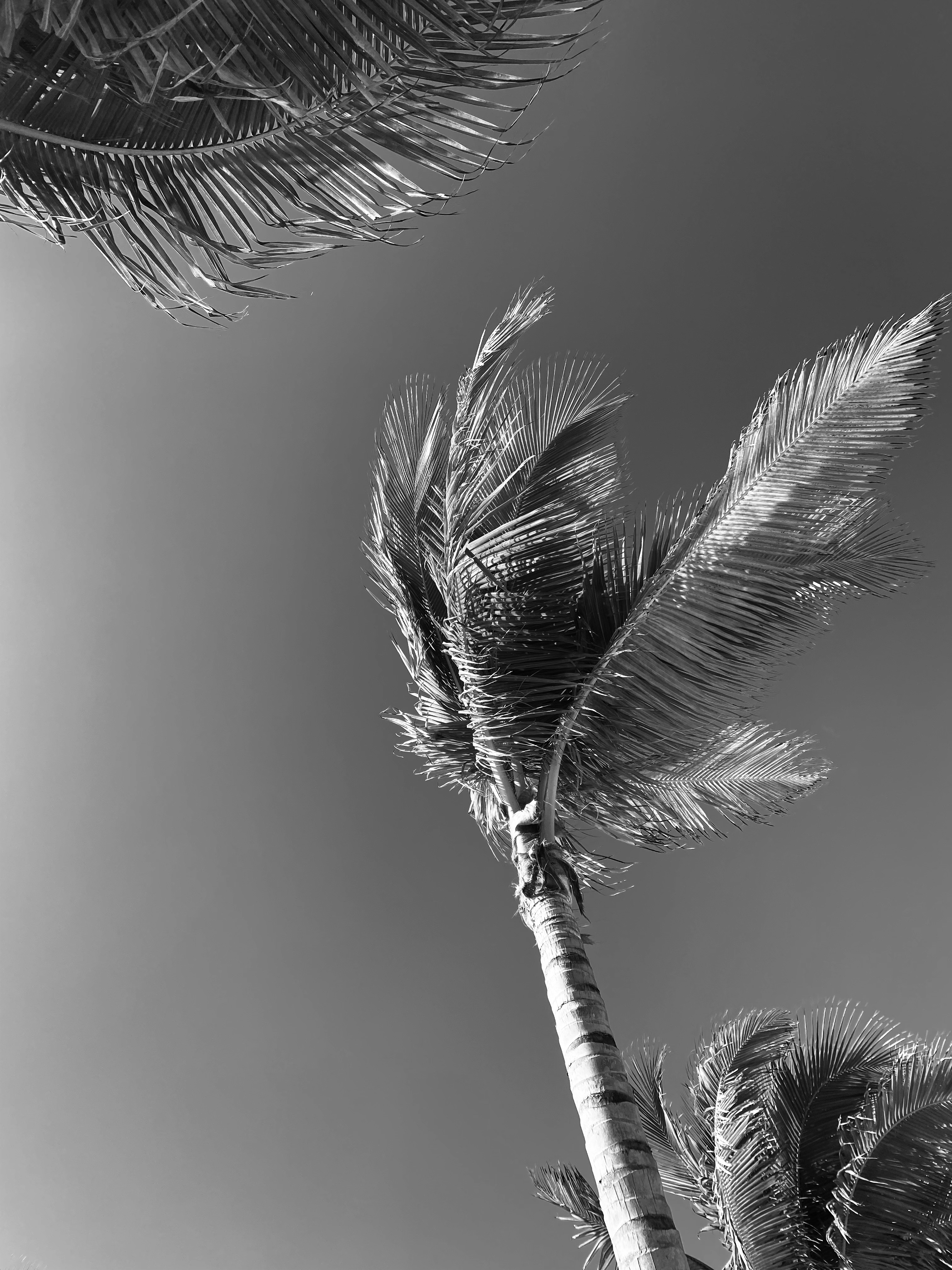 Palm Tree