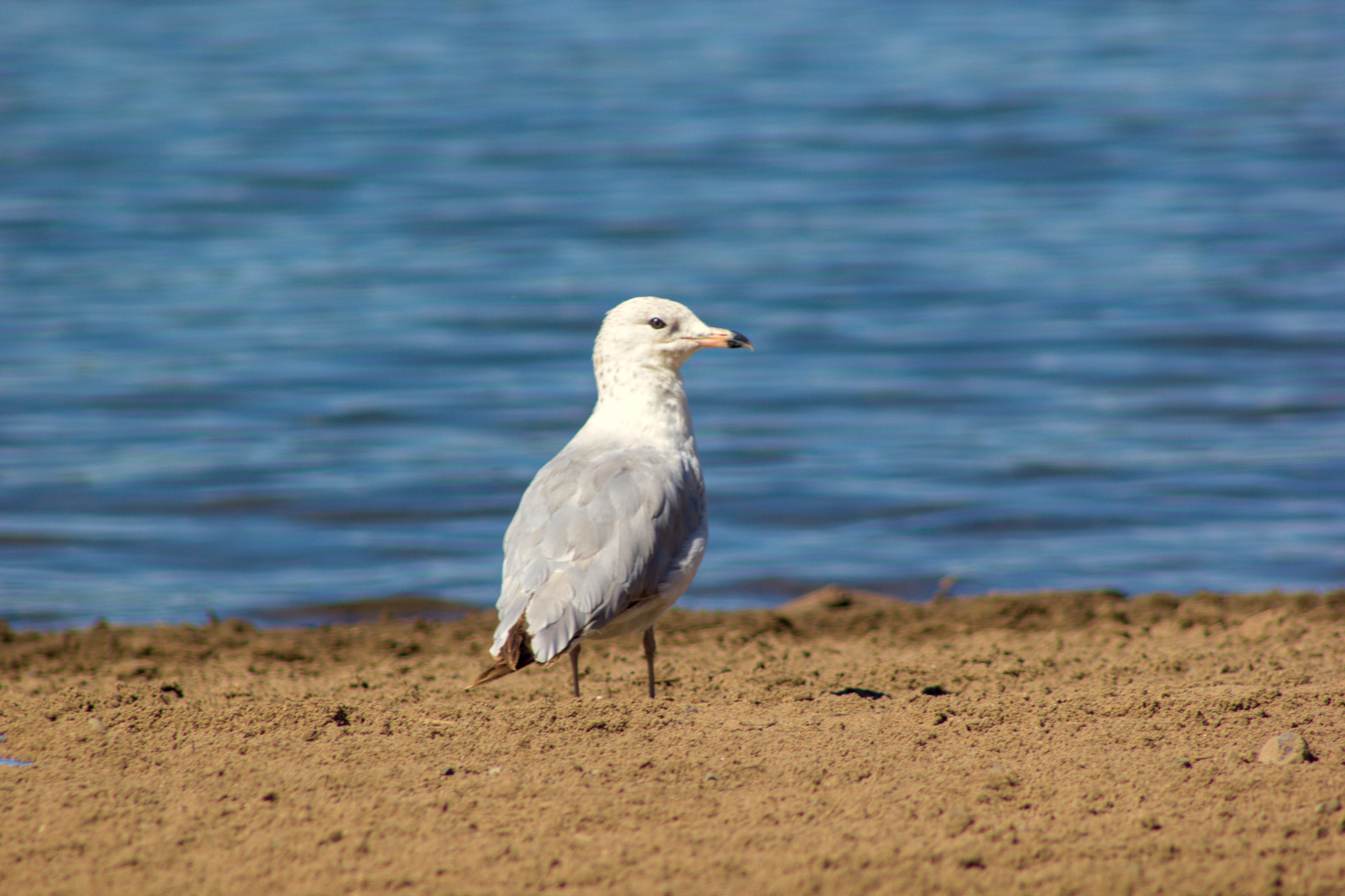 Seagull