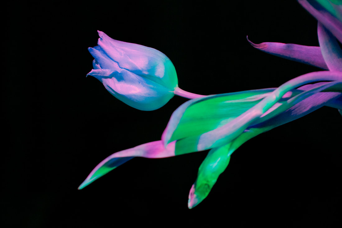 Otherwordly Flora Photo